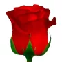 Rosas Rojas