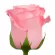 Rosas Rosadas