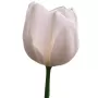 Tulipanes Blancos