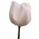 Tulipanes Blancos