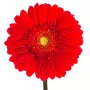 Gerberas Rojas