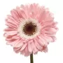 Gerberas Rosadas