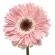 Gerberas Rosadas