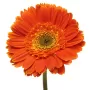 Gerberas Naranja