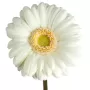 Gerberas Blancas