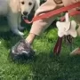 Dispensador de bolsas para residuos de mascotas