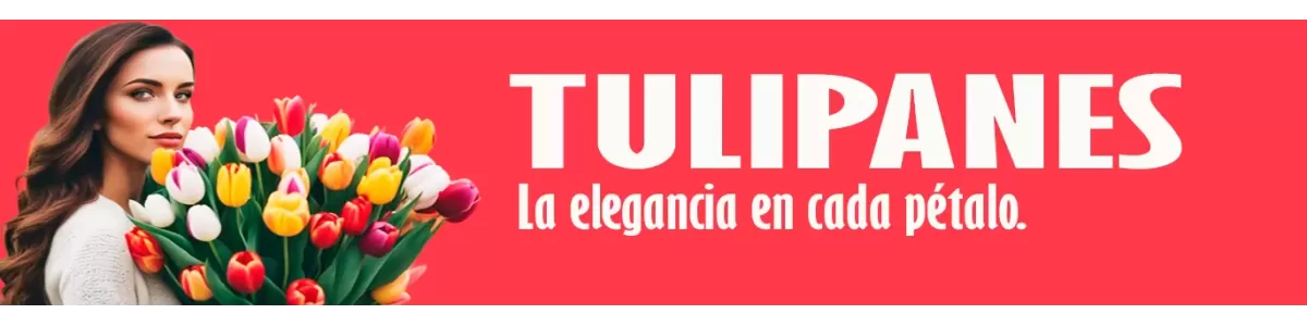 🌷🌷 Los tulipanes son hermosas flores que simbolizan amor y gratitud. 🌷🌷 ¡Iluminan cualquier jardín con sus colores vibrantes! 🏵️💐🌹